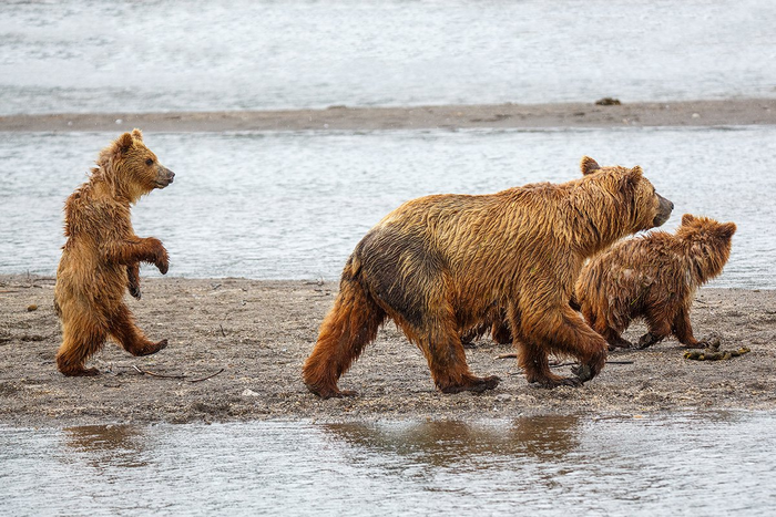 ����� ���� ���������� ����� ���� ��������, � ������� ���� ������������� "��-�����������"...