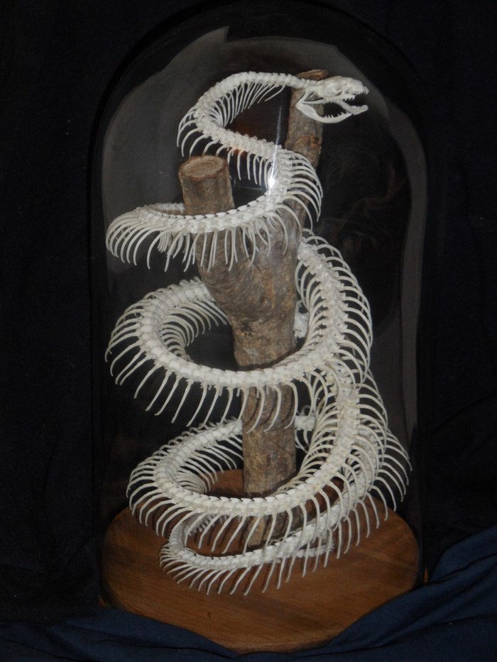 le serpent d ocean история