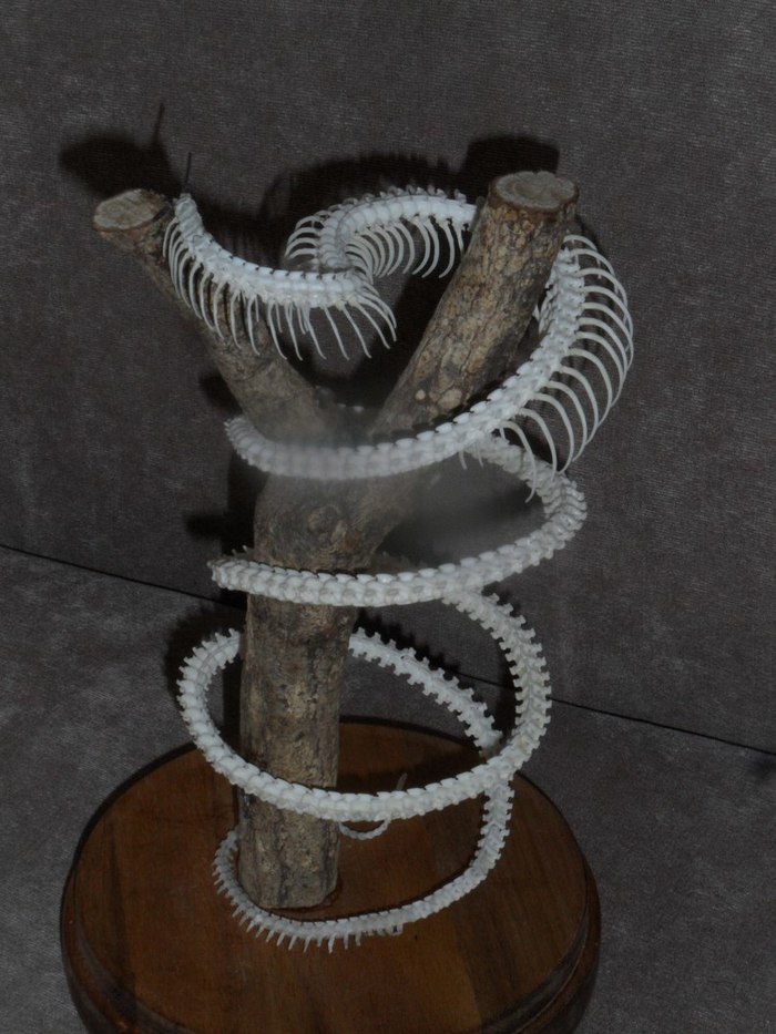 le serpent d ocean история