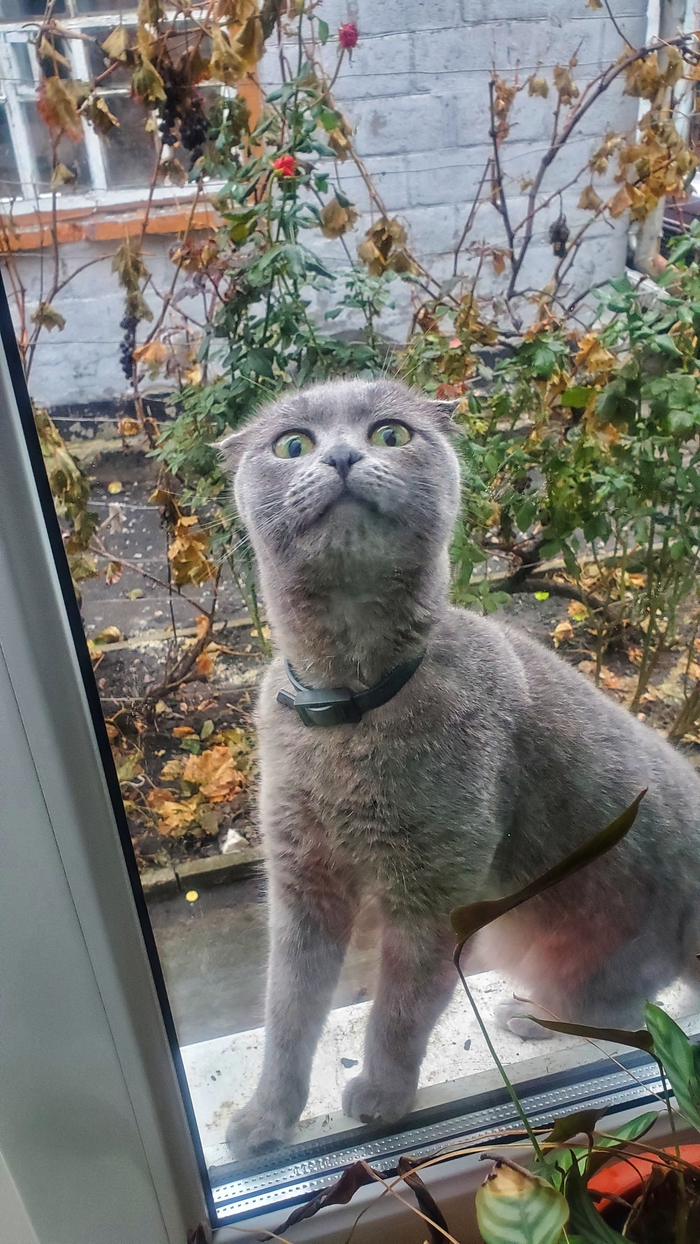 Выпустил кота на улицу, через пару минут слышу кто-то очень усердно стучит в окно
