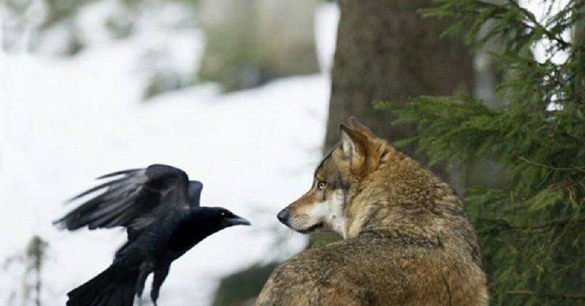 Photos confirm first wild wolf pack in California for nearly a century Internati
