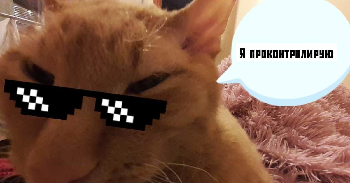 Рыжий котенок мем. Рыжий кот Мем. Кот из мемов рыжий. Толстый рыжий кот из мема. Рыжий кот Мем пикабу.