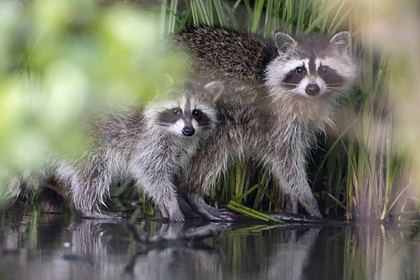 ������ ��������� ������ ������� �� ������� ������������