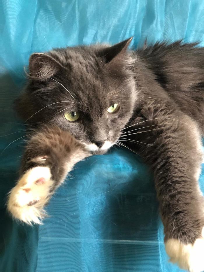 Как сделать кота пьяным