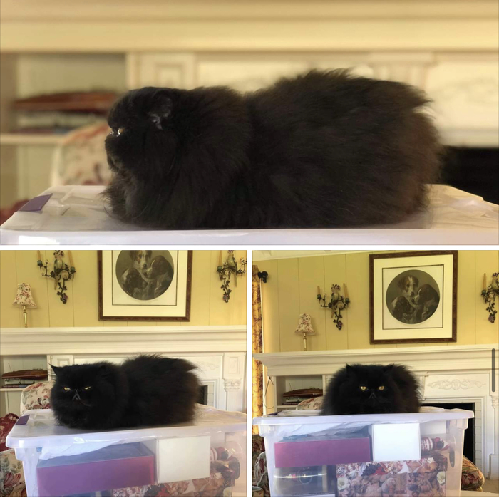 Параллелепипедный кот