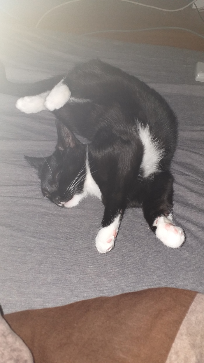 Кот сломался