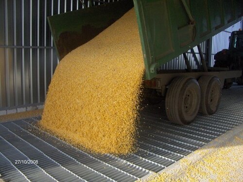 Про голубей