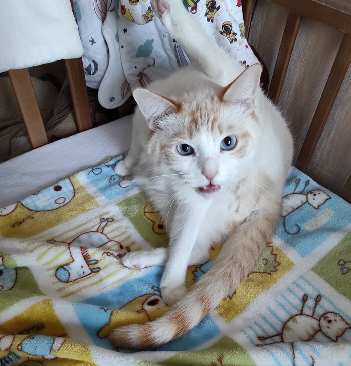 Стихи про кота