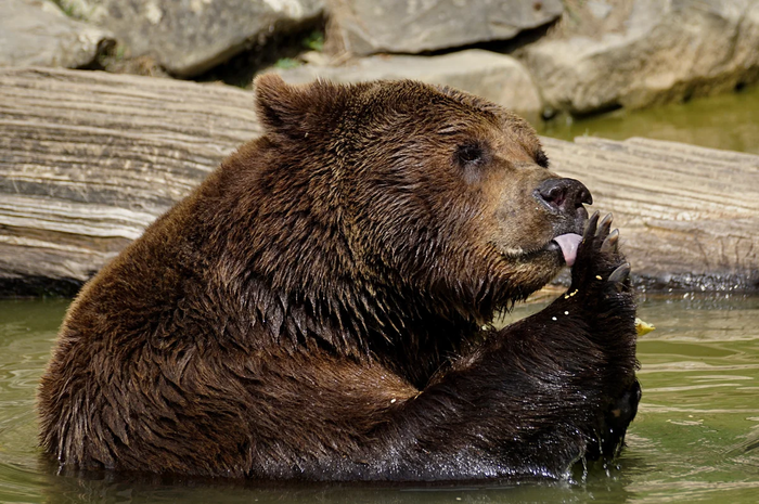 Виды медведей. Описание, имена и характеристики медведей