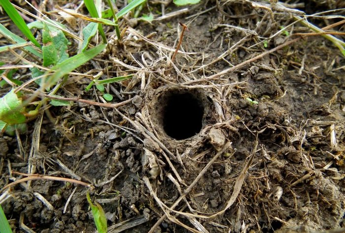 Друг мой Червяков