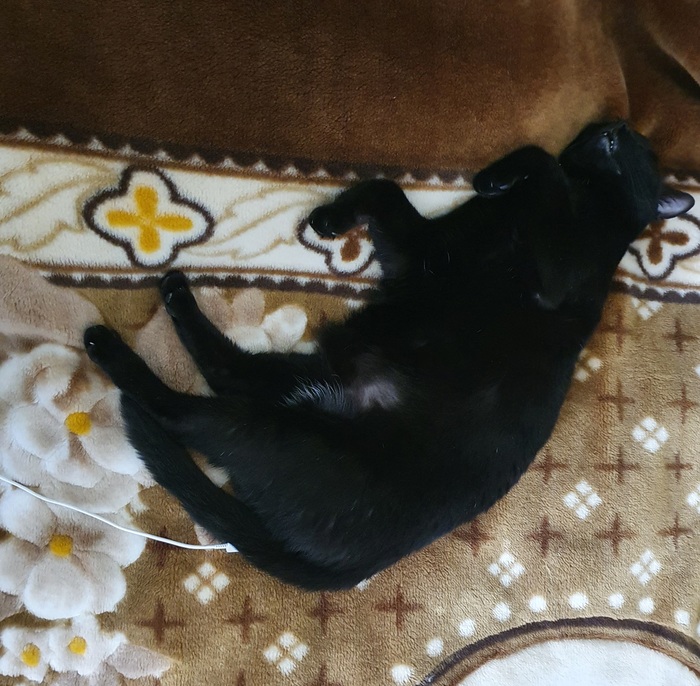 А ваши животинки тоже нуждаются в подзарядке?