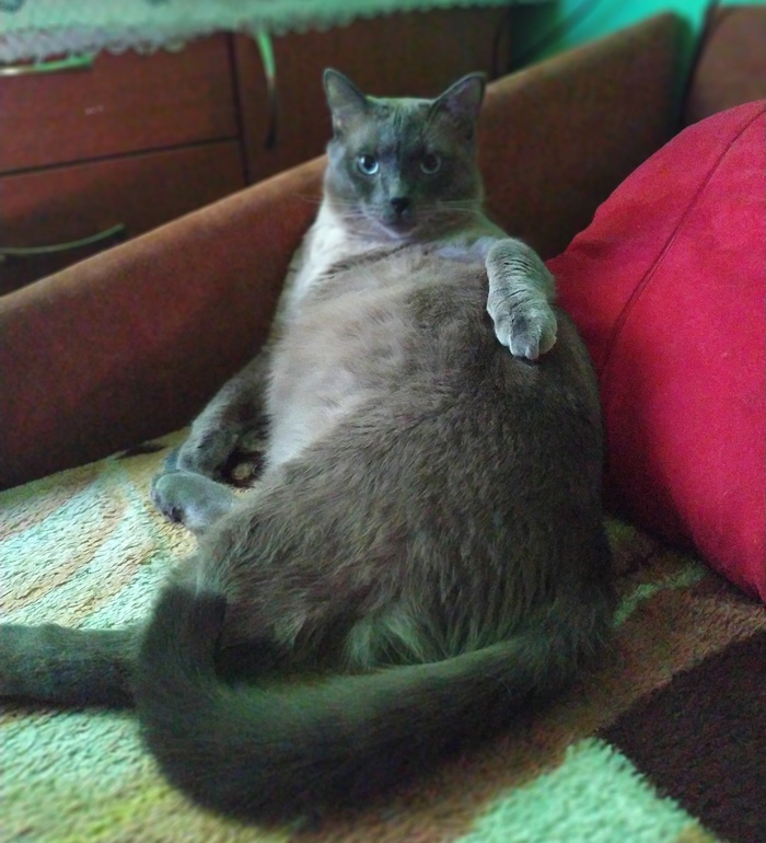 Неси еду, двуногий!