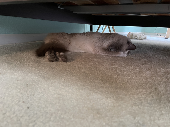 Сладкий утренний сон