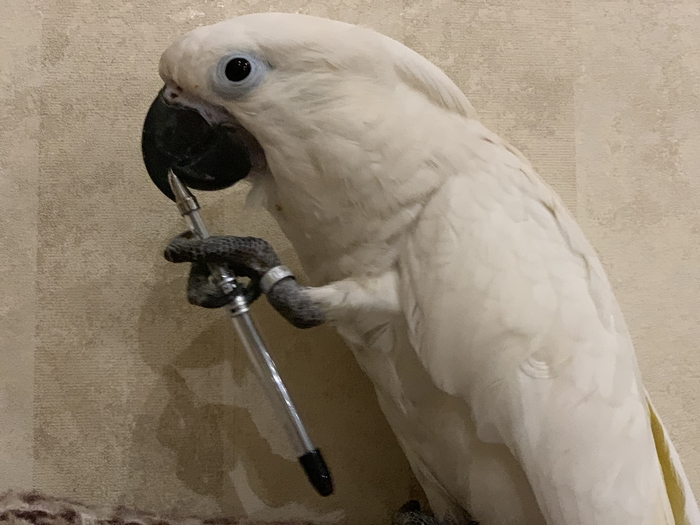 Быть или не быть? - кому можно, а кому точно НЕ стоит заводить какаду