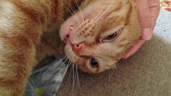 Котангельс