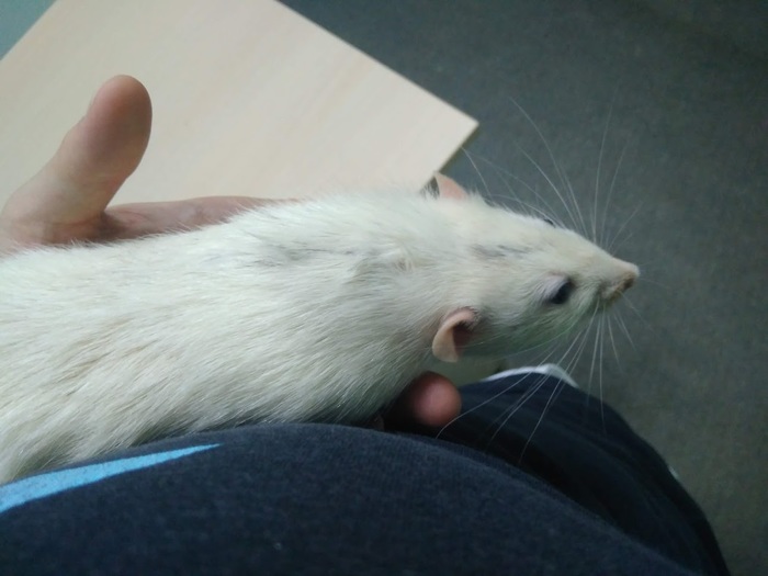 Ушел мой лучший друг