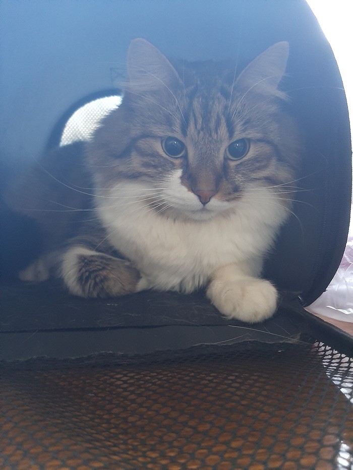 ��������� �����������