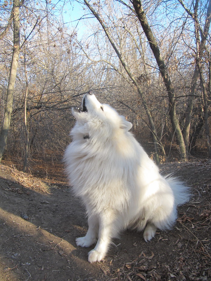 Посмотри, я волк, я вою