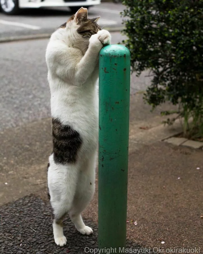 Продолжение поста «Уличные котики Токио на снимках Масаюки Оки» Кот, Япония, Токио, Фотограф, Милота, Пушистые, Ответ на пост, Длиннопост