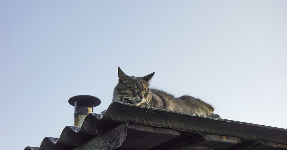 Кот на крыше. Кошки на крыше. Котенок на крыше. Кот сидит на крыше. Черный кот на крыше.