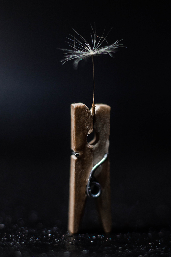 Ты не знаешь, где достать одуванчиков в декабре?