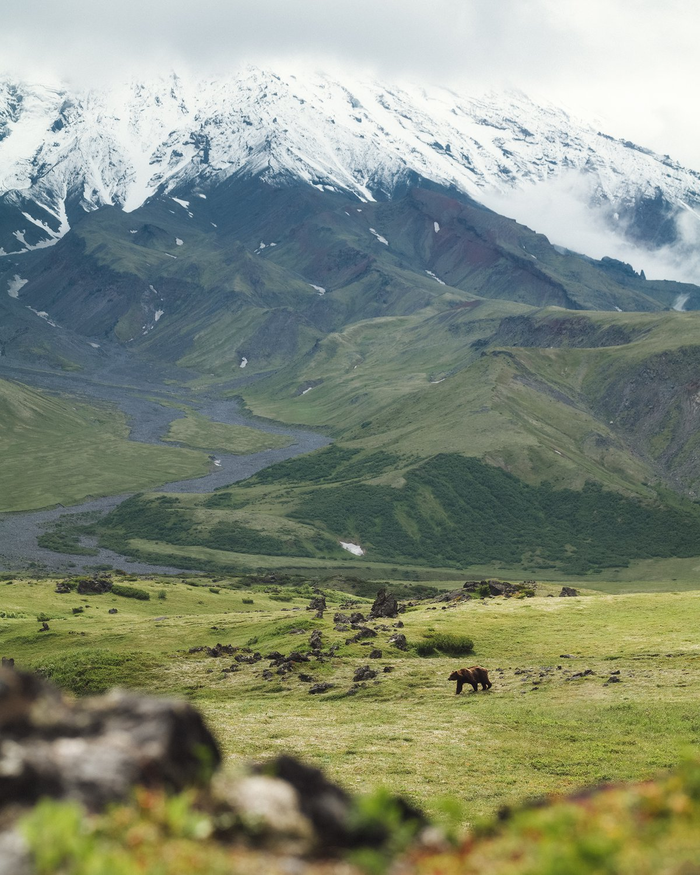 Медведь у подножия вулкана Толбачик