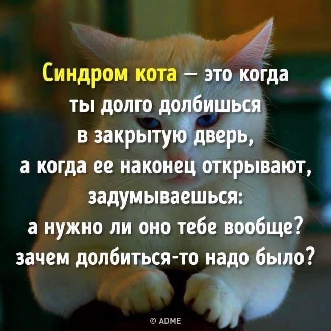Синдром кота