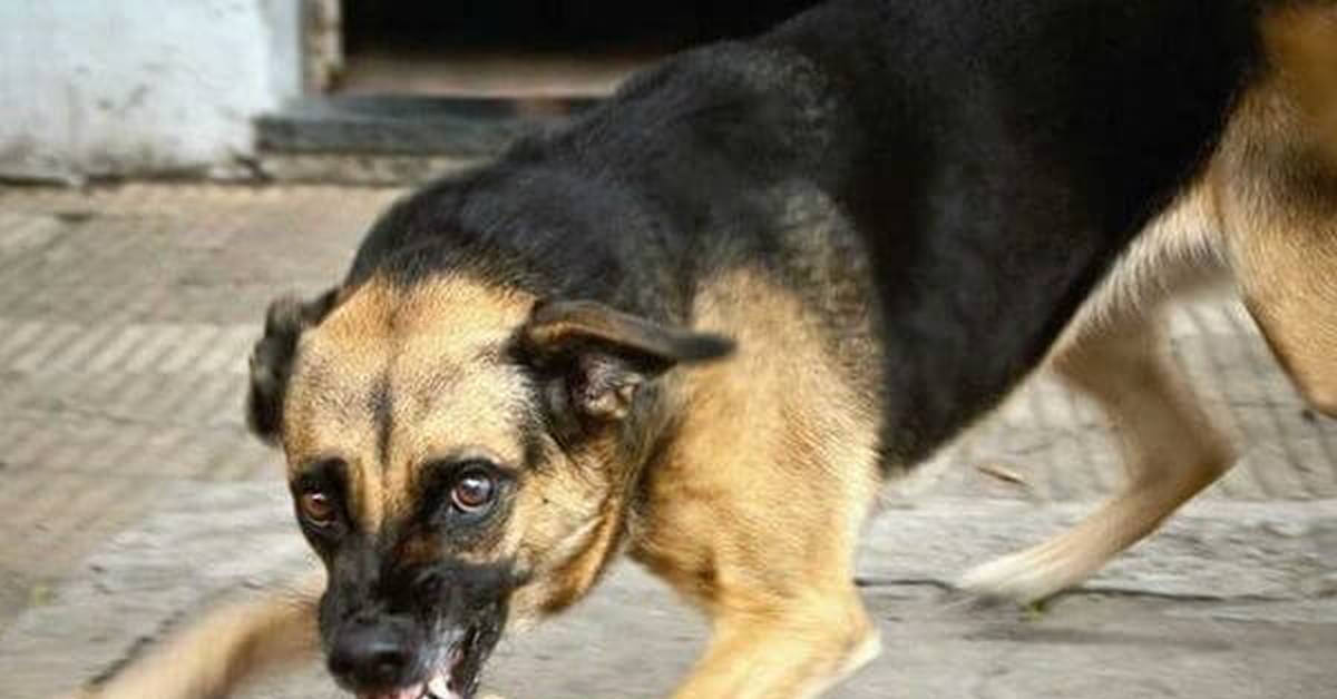 Агрессивная собака. Моя собака бешеная. Бездомные собаки. Моя собака бешеная. Моя собака бешеная.