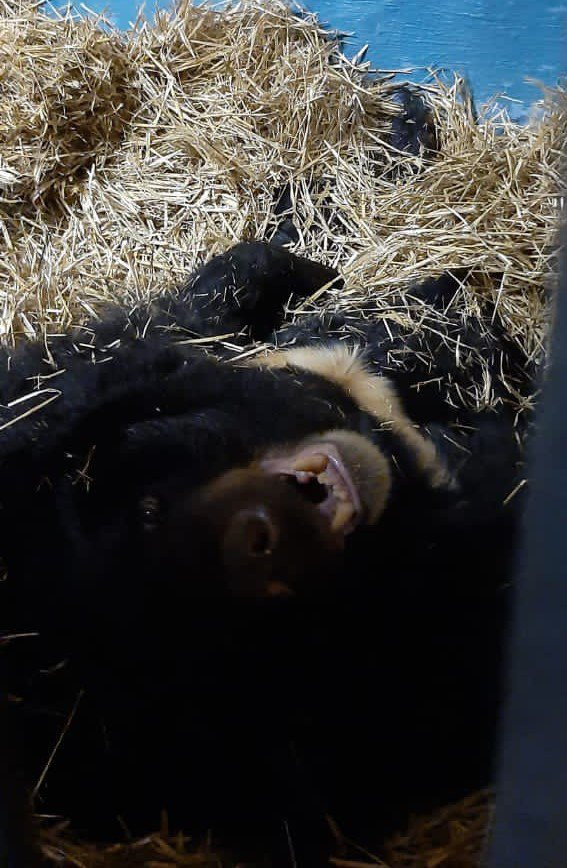 В Московском зоопарке медведи ушли в спячку