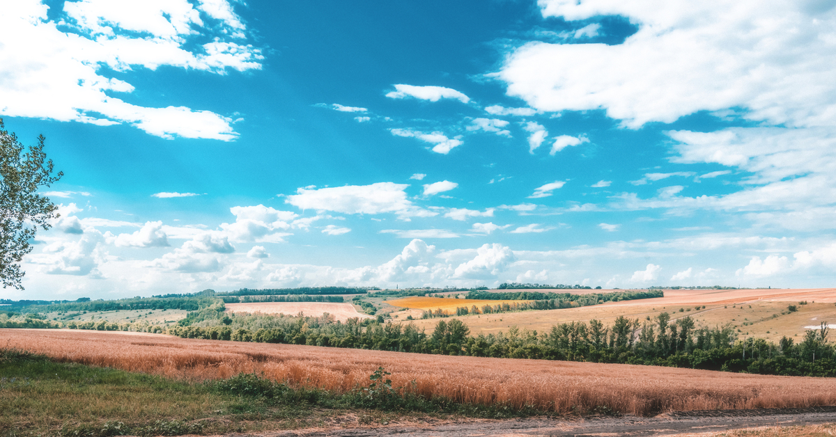 Белгород поле. Родные просторы Белгородчины. Белгород поля. Пейзаж Белгородчины. Красивые поля Белгородская область.