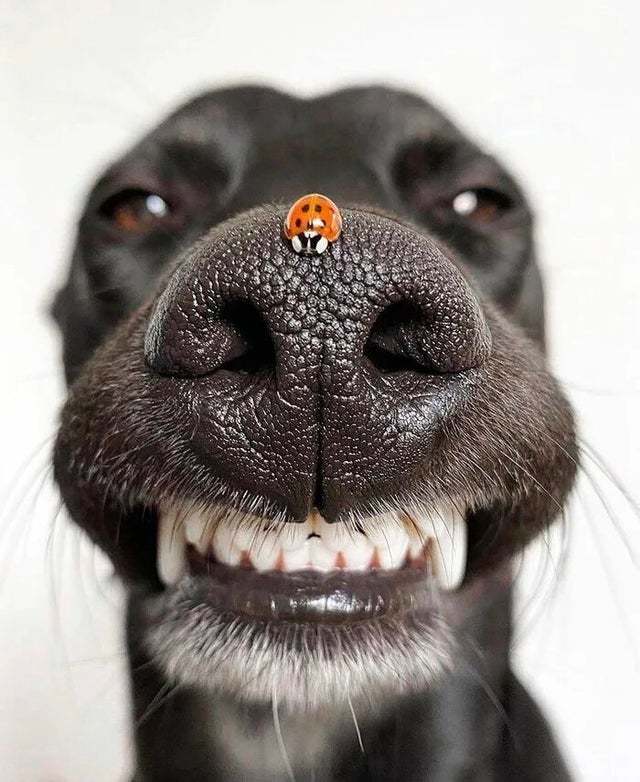 ��� ���������� �������