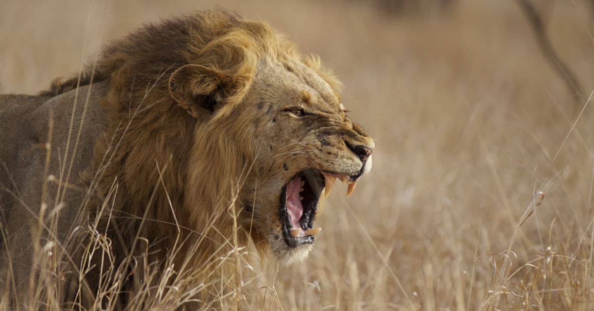 Какой опасный зверь. Лев рычит. Африканские животные. Самые опасные животные в мире.