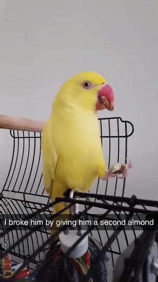 Прекращена работа программы Bird.exe