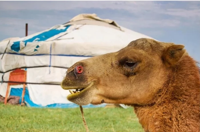 До слез... Монголия, Забота, Люди, Государство, Длиннопост, Коронавирус До слез... Монголия, Забота, Люди, Государство, Длиннопост, Коронавирус
