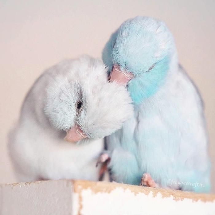 Попугайчики