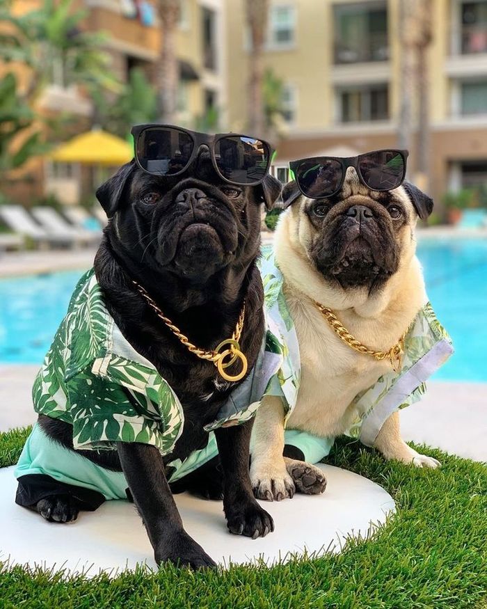 Pug life
