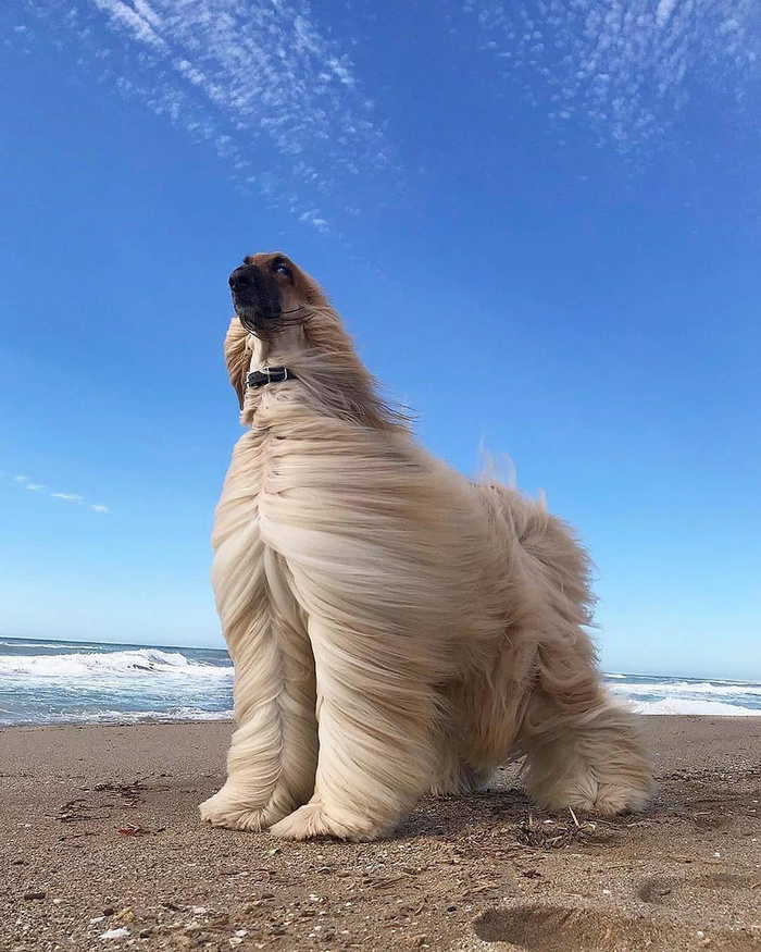 � ����������, ��� ������� ������������ ����� ������� )