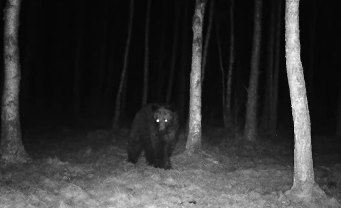 Фотоловушка сняла единственного на всю Беловежскую Пущу медведя!