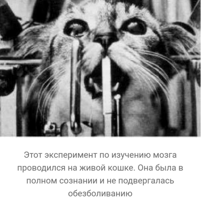 что такое вивисекция в ведьмаке. 1608463714118273762. что такое вивисекция в ведьмаке фото. что такое вивисекция в ведьмаке-1608463714118273762. картинка что такое вивисекция в ведьмаке. картинка 1608463714118273762. Сериал «Ведьмак» от Netflix оказался немного сложным, но у любителей саги о Геральте из Ривии есть простое и элегантное решение проблемы — цветная диаграмма. И если бы по сериалу делали учебник, то этот иллюстративный материал стал бы его украшением. Фанат экранизированного «Ведьмака» собрался с силами, пересмотрел его и составил наглядное пособие, которое поможет легко разобраться во всех перипетиях сериала.