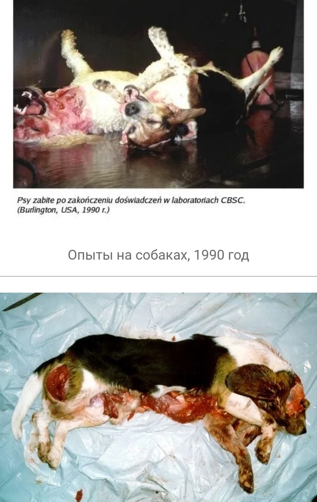 что такое вивисекция в ведьмаке. 1608463714121884558. что такое вивисекция в ведьмаке фото. что такое вивисекция в ведьмаке-1608463714121884558. картинка что такое вивисекция в ведьмаке. картинка 1608463714121884558. Сериал «Ведьмак» от Netflix оказался немного сложным, но у любителей саги о Геральте из Ривии есть простое и элегантное решение проблемы — цветная диаграмма. И если бы по сериалу делали учебник, то этот иллюстративный материал стал бы его украшением. Фанат экранизированного «Ведьмака» собрался с силами, пересмотрел его и составил наглядное пособие, которое поможет легко разобраться во всех перипетиях сериала.