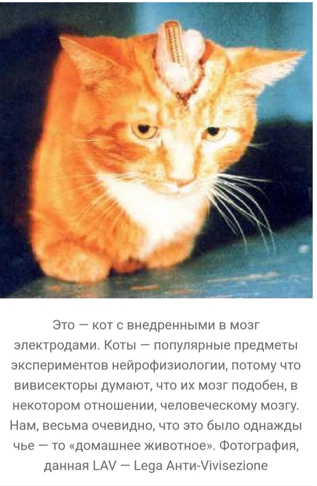 что такое вивисекция в ведьмаке. 1608463714138096427. что такое вивисекция в ведьмаке фото. что такое вивисекция в ведьмаке-1608463714138096427. картинка что такое вивисекция в ведьмаке. картинка 1608463714138096427. Сериал «Ведьмак» от Netflix оказался немного сложным, но у любителей саги о Геральте из Ривии есть простое и элегантное решение проблемы — цветная диаграмма. И если бы по сериалу делали учебник, то этот иллюстративный материал стал бы его украшением. Фанат экранизированного «Ведьмака» собрался с силами, пересмотрел его и составил наглядное пособие, которое поможет легко разобраться во всех перипетиях сериала.