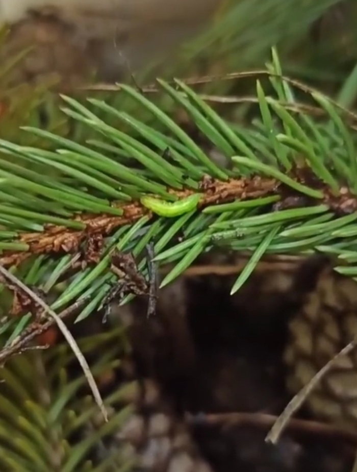 ������ ��������