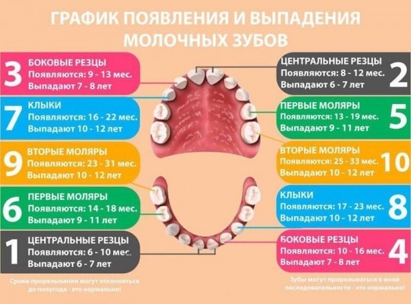 Молочные зубы у взрослого: почему не выпадают вовремя и что с ними делать | Все о брекетах | Дзен