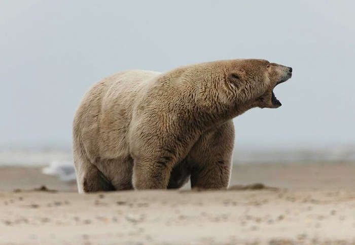 Альбееерт иди жраааать ! Белый медведь, Аляска, Кость пушистая, Длиннопост