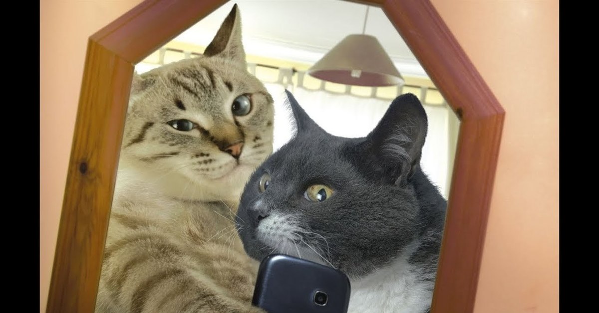 Смотрят кошки на экране. Кот селфи. Смешные кошки. Смешные селфи котов. Селфи двух котов.