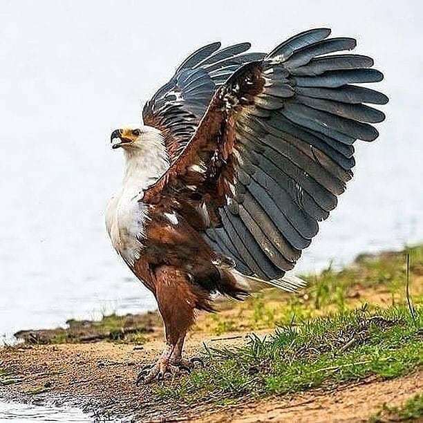 Рыбный орел