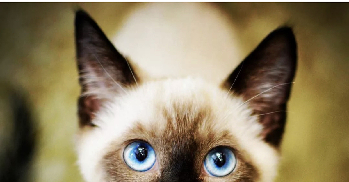 Фотографии сиамской кошки. Сиамская порода кошек. Сиам кошка Сиамская. Сиамская кошка чистокровная. Сиамская беспородная кошка.