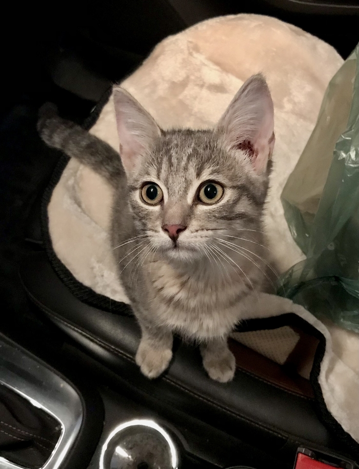 Котёнок в добрые руки