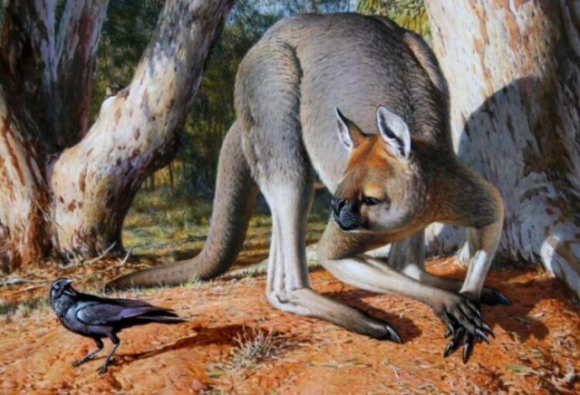 Животные, которые жили в Австралии тысячи лет назад Животные, Доисторические животные, Австралия, Длиннопост