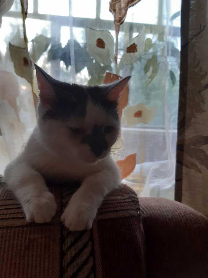 И снова Алиса